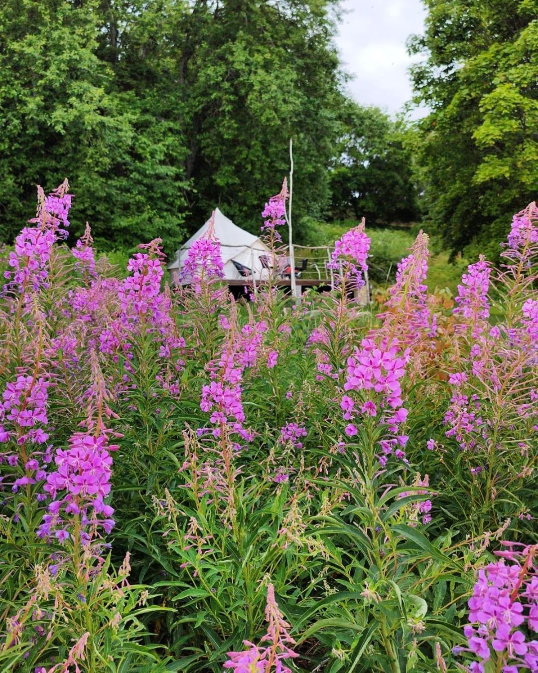 Mereaeaere Glamping Ja Rannamaja Liimala ภายนอก รูปภาพ